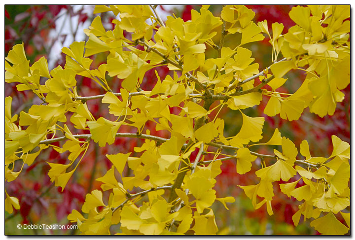 Ginkgo 'Tubiformis' fall leaves