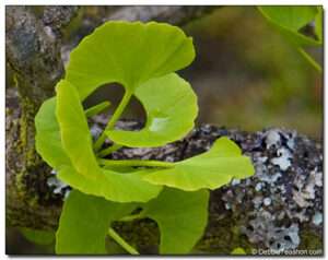 Ginkgo biloba leaves