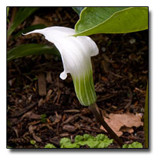 Arisaema candidissimum