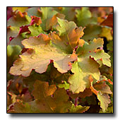 Heuchera 'Marmalade'