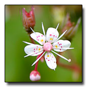 Saxifraga 'Loddon's Pride'