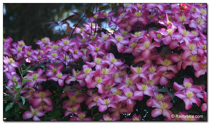 Clematis montana 'Freda'