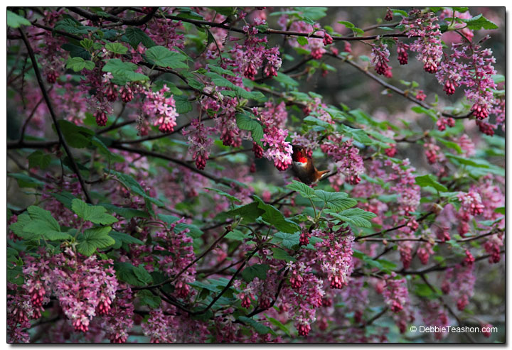 Hummingbird and Ribes sanguineum 'Claremont'