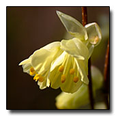 Corylopsis pauciflora