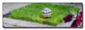 Lawn Maintenance