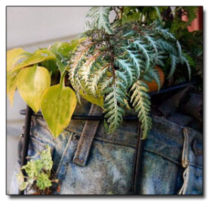 Plants in pants