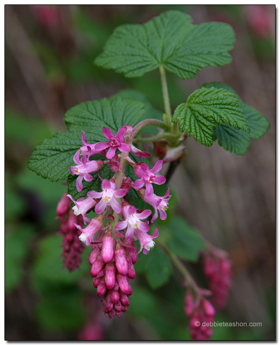 Ribes sanguineum 'Claremont'