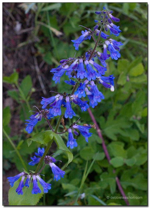 Penstemon ovatus