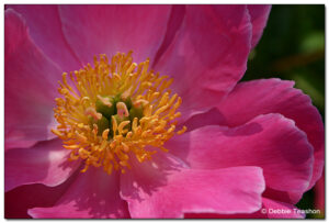 Paeonia 'Friendship'