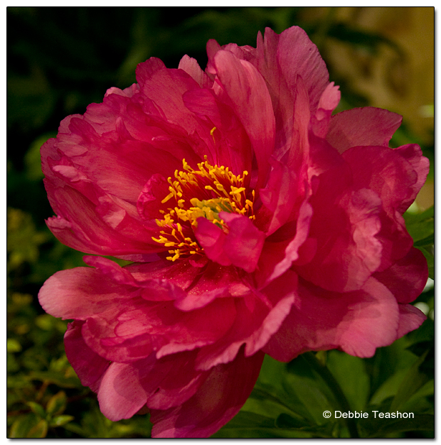 Paeonia 'Pink Double Dandy'