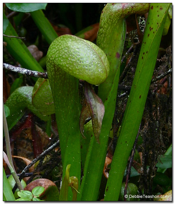 Cobra lily (Darlingtonia californica)