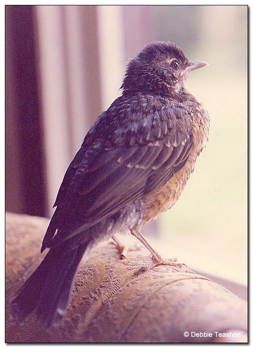 Baby robin