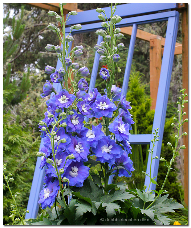 Delphiniums