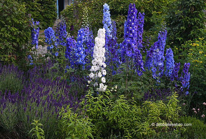 Delphinium New Zealand Strain