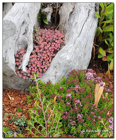 Driftwood log with Sedum spathulifolium