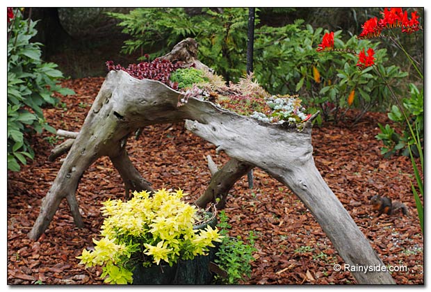 Driftwood Container