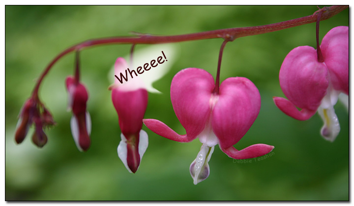 Bleeding heart