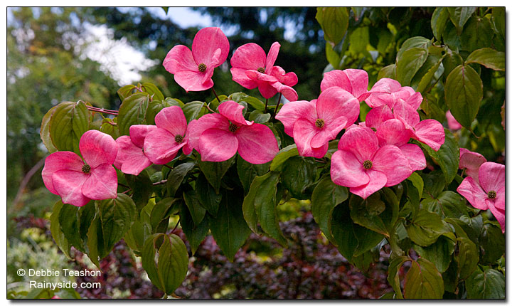 Cornus Kousa 'Heart Throb', Chinese Dogwood 'Heart Throb' in