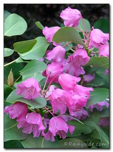 Rhododendron orbiculare