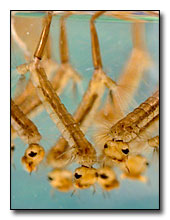 Mosquito larvae