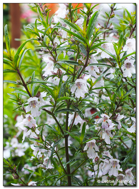 Prostanthera cuneata