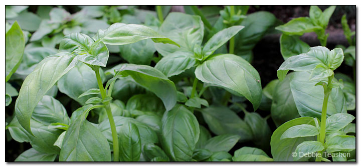 Sweet Basil