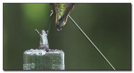 Hummingbird sign