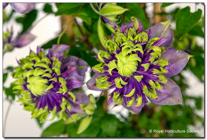 Clematis 'Taiga'