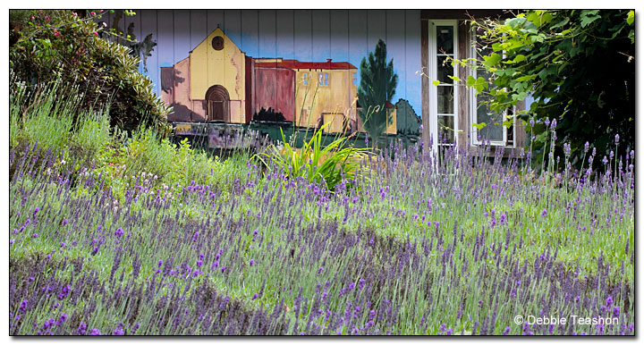 Painted Lady Lavender Farm
