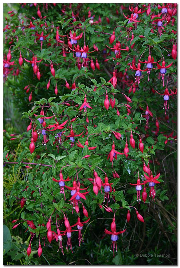 Fuchsia Pat's Dream'