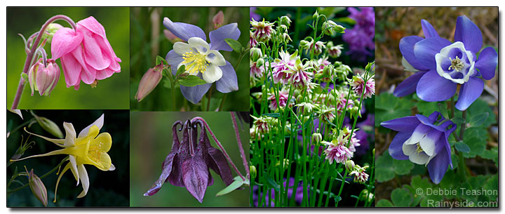 Aquilegia Sampler