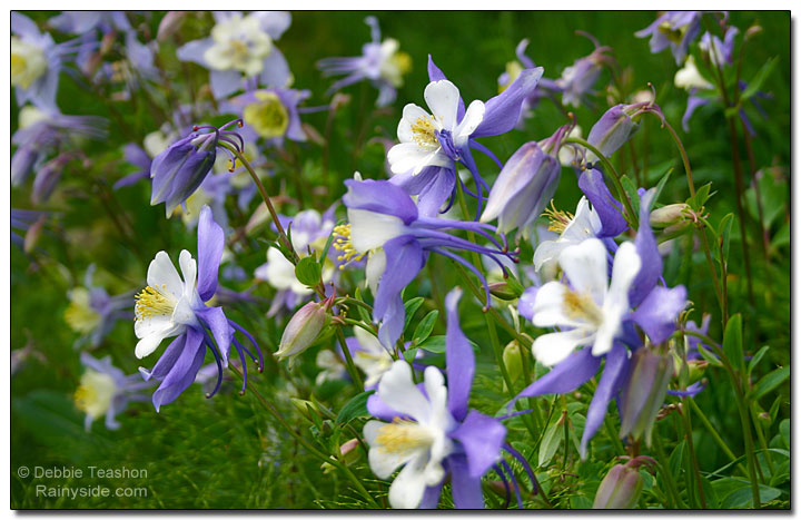 A meadow filled with Aquilegia coerulea.
