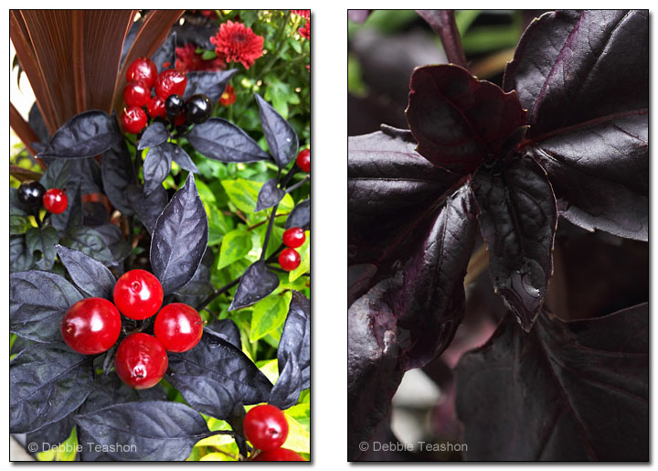 Capsicum ‘Black Pearl’ and Ocimum basilicum ‘Red Rubin'