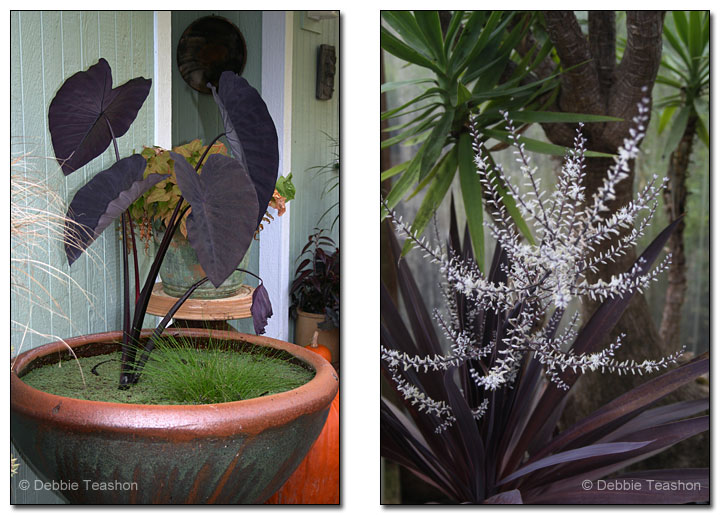 Colocasia esculenta ‘Black Magic’ and Cordyline australis ‘Red Sensation’