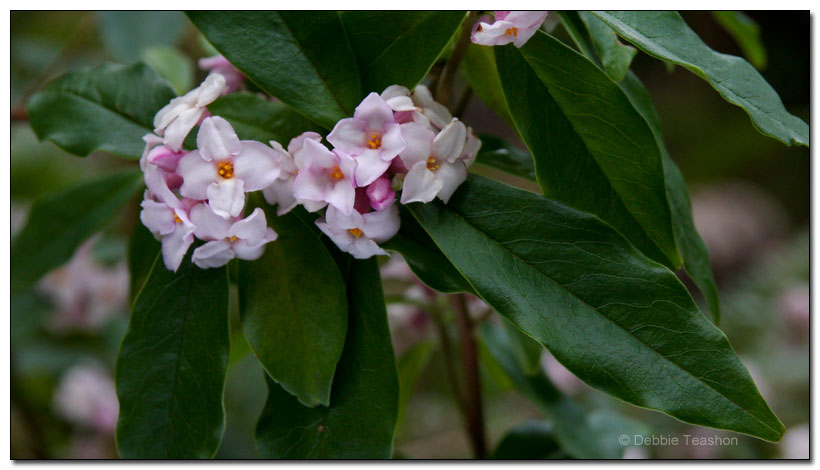 Daphne bholua pink form