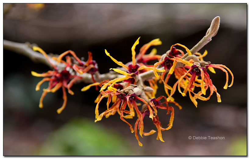 Hamamelis × intermedia 'Jelena'