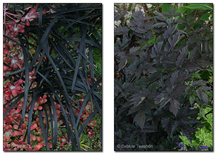 Ophiopogon planiscapus ‘Nigrescens’ and Actaea ‘Black Negligee’