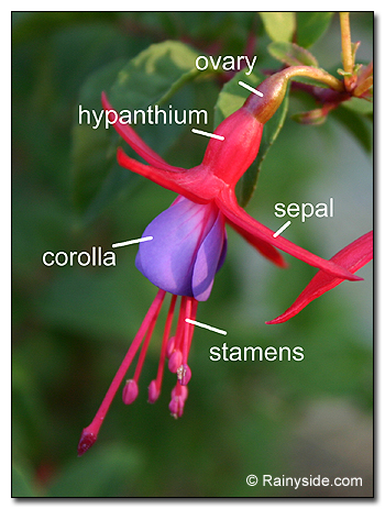 Fuchsia flower parts