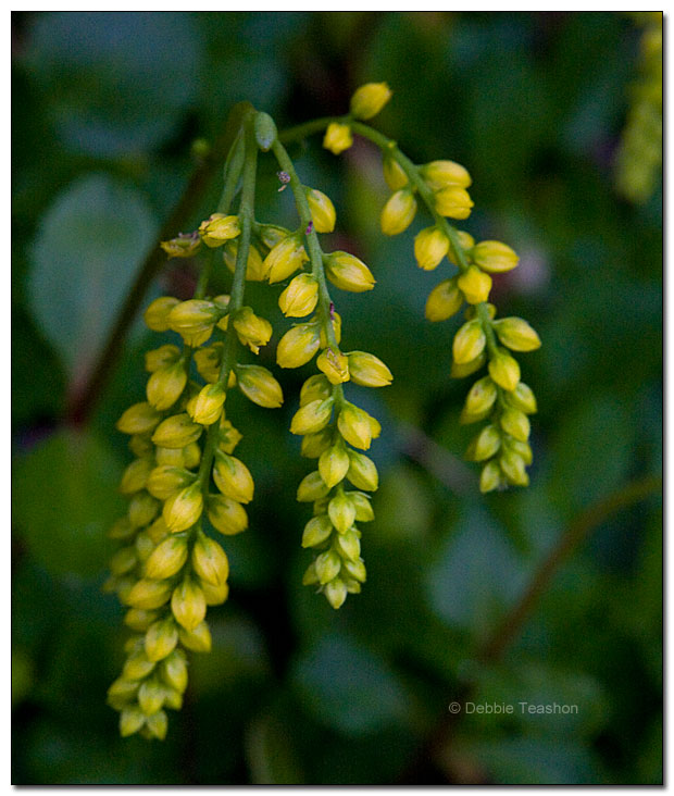 Umbilicus oppositifolium