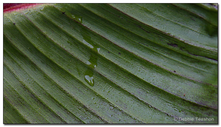 Banana Leaf