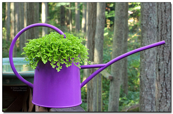 Purple Watering Can with Selaginella kraussiana 'Aurea'