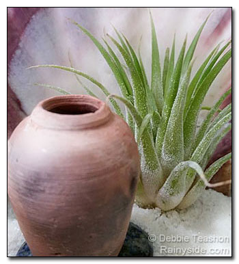 Tillandsia