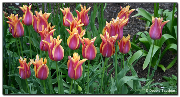 Tulipa 'Ballade Dream'