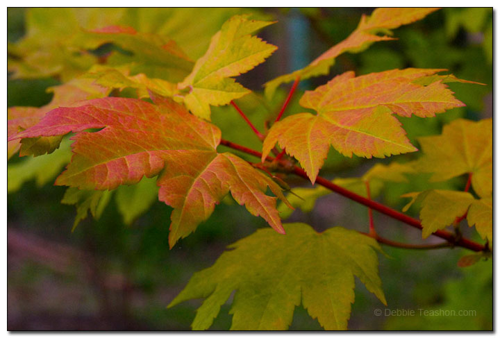 Fall Leaves