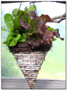 Lettuce Hanging Basket