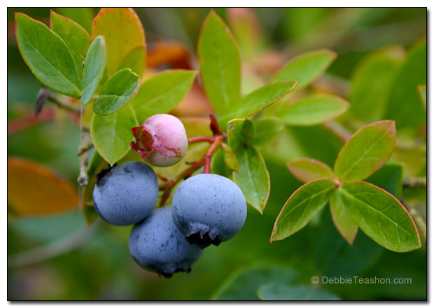 Vaccinium 'Sunshine Blue' fruit