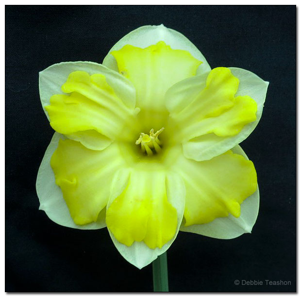 Narcissus 'Butter-Pladdy'