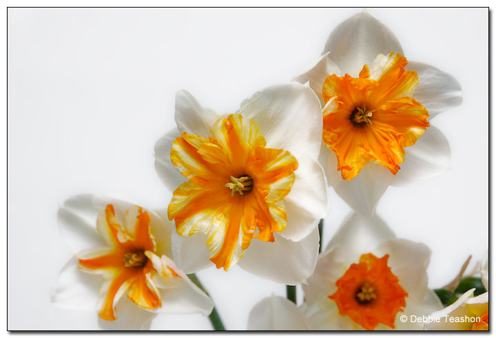 Narcissus 'Trepolo'