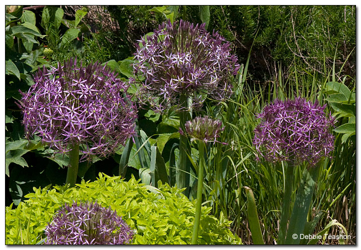 Allium giganteum