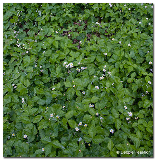 Fragaria alpina fraise de bois